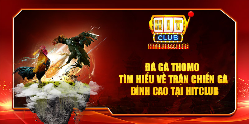 đá gà thomo tìm hiểu về trận chiến gà đỉnh cao hitclub