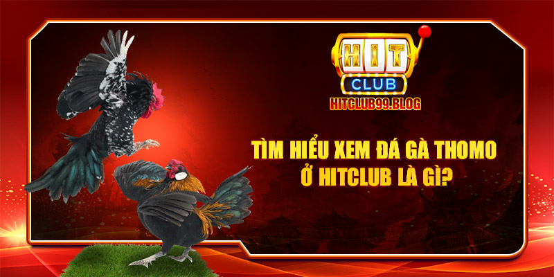 Tìm hiểu xem đá gà Thomo ở Hitclub là gì?